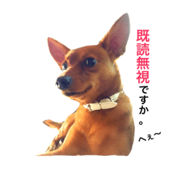 express pet dog(everyday)2