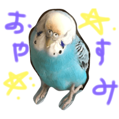 bird in Myhouse