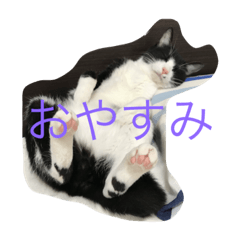 neko_patrol