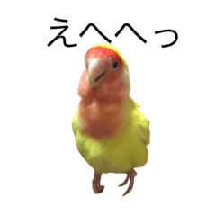popochan Rosy-faced lovebird