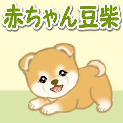 Baby Mameshiba greets