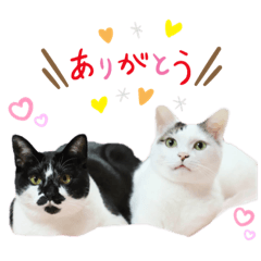 Soooo cute cats stickers