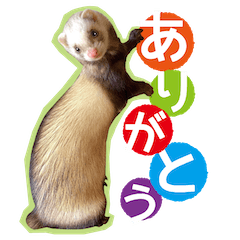 Ferret Simeji