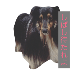 Haul's language.