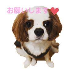 PUPU1113