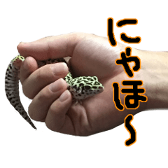 leopard gecko in my hands