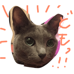 catlovecatlove