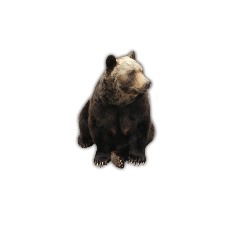 [Dentist attention] Bear Sticker