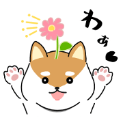 Mr. Shiba!