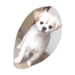 mokakun