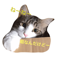 マイペースにゃんこーず Line スタンプ Line Store