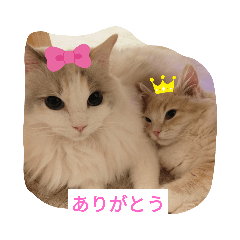 cherry_20210318132405