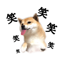 Download Mameshiba Dog Conversation Line Stickers Line Store HD Get Wallpaper Mameshiba Dog Conversation Line Stickers Line Store Desktop Wallpaper