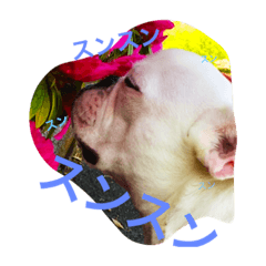HAM'n'ANDY