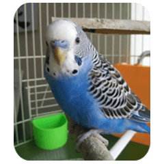 Budgerigar Sui's Daily