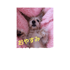 cherry_20210318175711