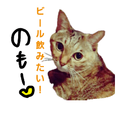 博多のねこ