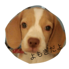YOMOGI.