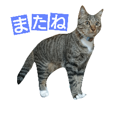 Cat chokoharu text version