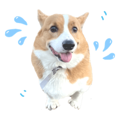 Here comes Mr.Corgi - lovely ver