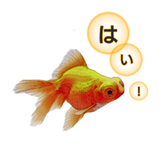 美しい 金魚のスタンプ Line スタンプ Line Store 美しい 金魚のスタンプ Line スタンプ Line Store