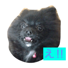 Black Pomeranian Moko live action
