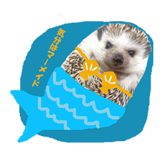 Hedgehog Bijou 2
