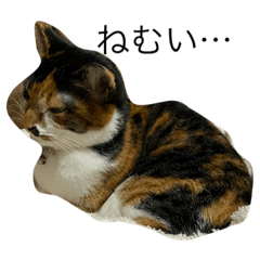 matsu_20210319223352