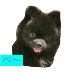 Black Pomeranian Moko Live Action 2