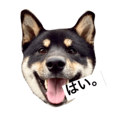 Japanesedog shibainu pisuke