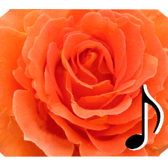 The flower Sticker Rose(Set)