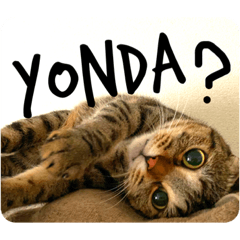 RISA_20210319232715