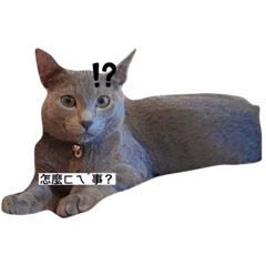 my cats gogogo
