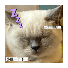 my cats gogogo 2