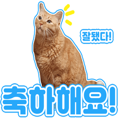 Gomdol the cat 2 (Korean)