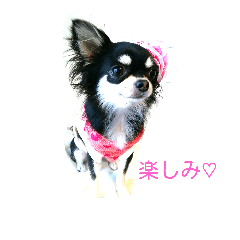 Chihuahua**