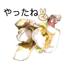 hana_20210320192952
