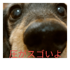 LOVE dachshund 2