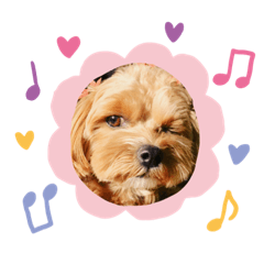 maple_20210320210318