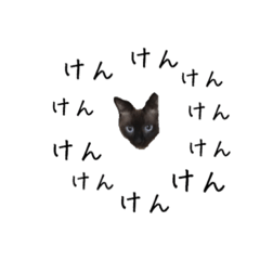 Daily stamp of Siamese cat series Ken 1
