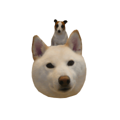 Shiba Inu & Jack Russell Terrier