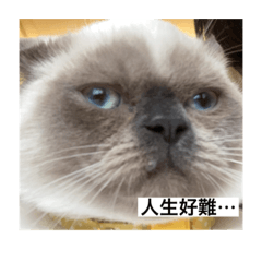 my cats gogogo 3