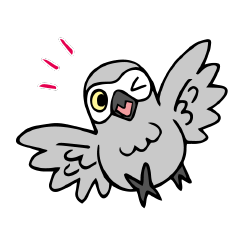 Nacchan,Grey Parrot
