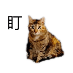 小虎妞妞-簡單最可愛!