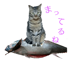 猫スタンプ(もみじちゃん)