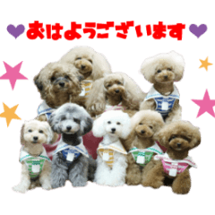 Real DOG 9Toy Poodle