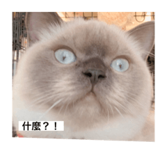 my cats gogogo   3