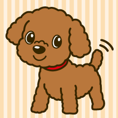 Toy poodle  Greeting words