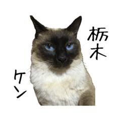 Siamese cat series Ken's Tochigi stamp