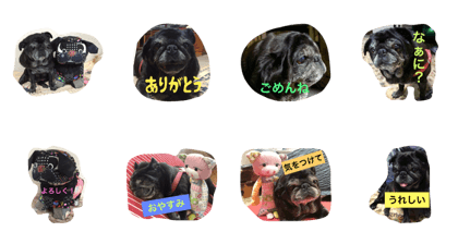 Pug Pug Anko3